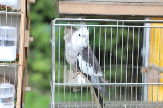 Piknik rodzinny u salezjanów w Oświęcimiu - 2018