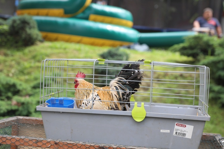 Piknik rodzinny u salezjanów w Oświęcimiu - 2018