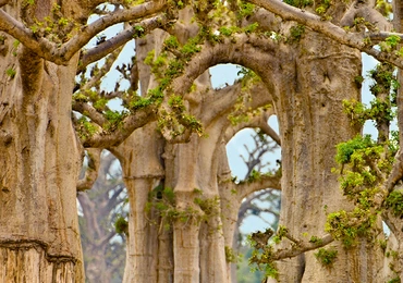 Baobabów, które mają ponad 500 lat, jest na całym Czarnym Lądzie od 60 do 70. Na zdjęciu te z zachodniego Senegalu.