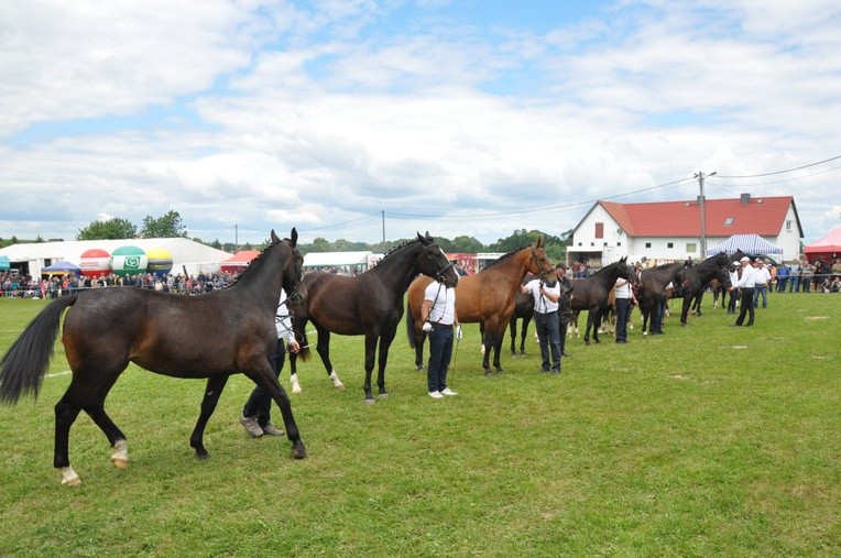 Wystawa koni w Porębie