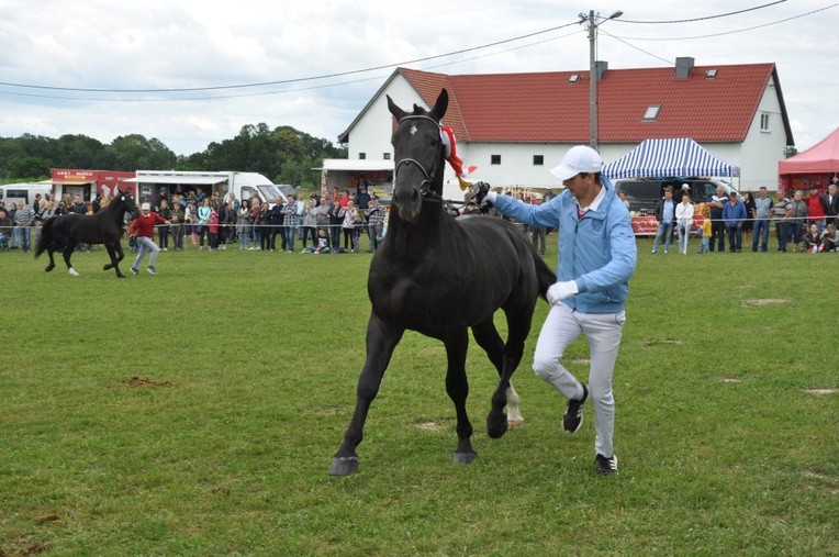 Wystawa koni w Porębie