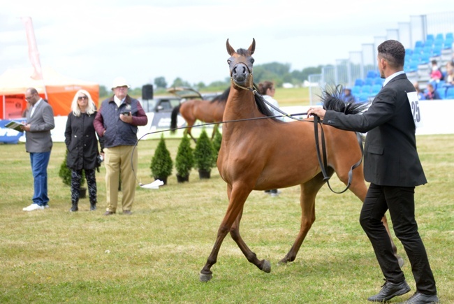 III Championat Koni Arabskich