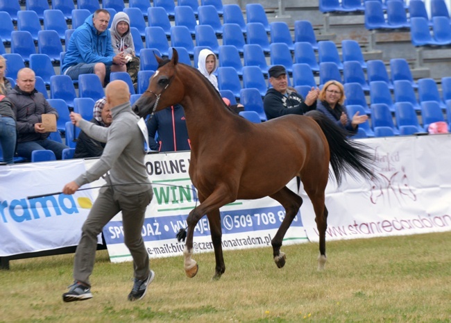 III Championat Koni Arabskich