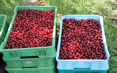 Katastrofalnie niskie ceny owoców 