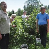 Mieszkańcy domu pomocy społecznej, oprócz grania w filmach, chętnie wykonują różne prace ogrodnicze, np. zbierają pachnące słońcem porzeczki.