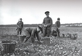 ▲	Praca polowa była ciężka, ale wielu jeńców pochodzących ze wsi wolało to niż zatrudnienie w przemyśle.