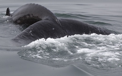 Martwy wieloryb na plaży koło Kątów Rybackich