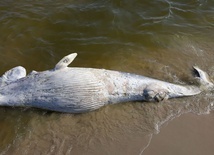 Wieloryb znaleziony na brzegu morskim na Mierzei Wiślanej