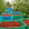 Niskie ceny wiśni w skupie sprawiają, że nie ma chętnych do zbierania tych owoców.