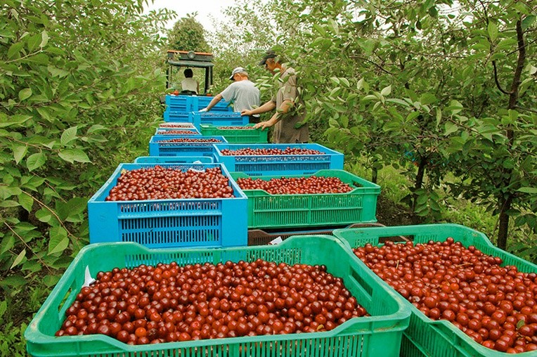 Niskie ceny wiśni w skupie sprawiają, że nie ma chętnych do zbierania tych owoców.