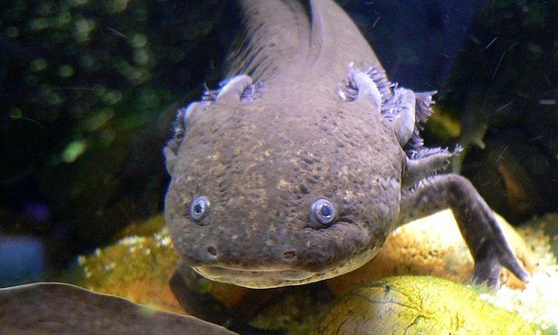 Dominikanki ratują zagrożone salamandry