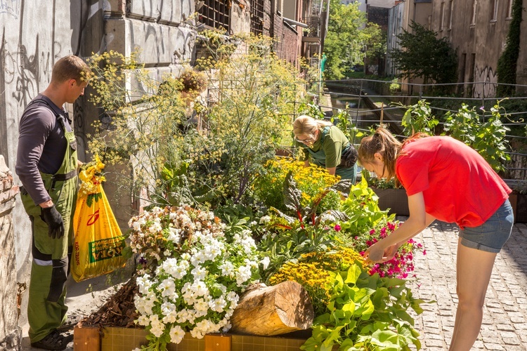 Ogród kieszonkowy w centrum Katowic