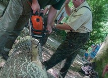 Nawet z użyciem piły łańcuchowej wykonanie kłody bartnej nie jest proste.