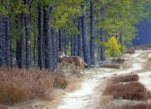 Wilki wróciły. Na stałe?