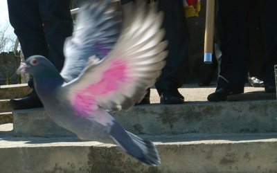 Jest to związane z zagrożeniem dla ruchu lotniczego, jakie stanowią stada przelatujących gołębi hodowlanych