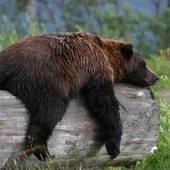 Nie będzie odstrzału niedźwiedzi grizzly w parku Yellowstone