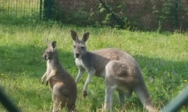 Śląskie zoo ma 60 lat 