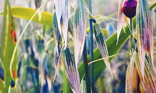 Umieć zobaczyć Pana nawet w Jego najmniejszym stworzeniu. 