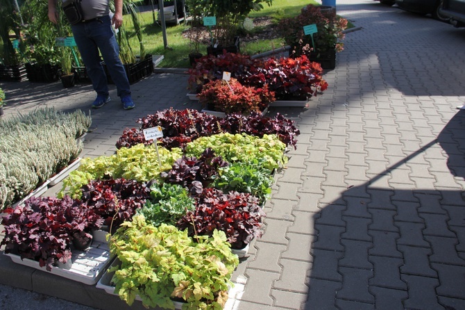 Skierniewickie Święto Kwiatów, Owoców i Warzyw - kiermasze i wystawy 