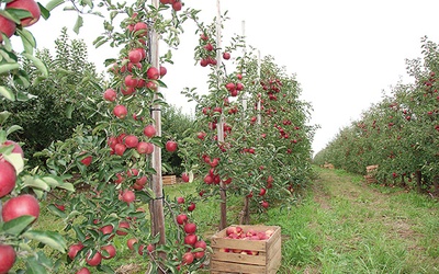 ▲	Zbiory jabłek w sandomierskich sadach w tym roku będą rekordowe.