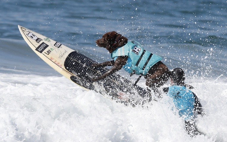 Surfujący pies