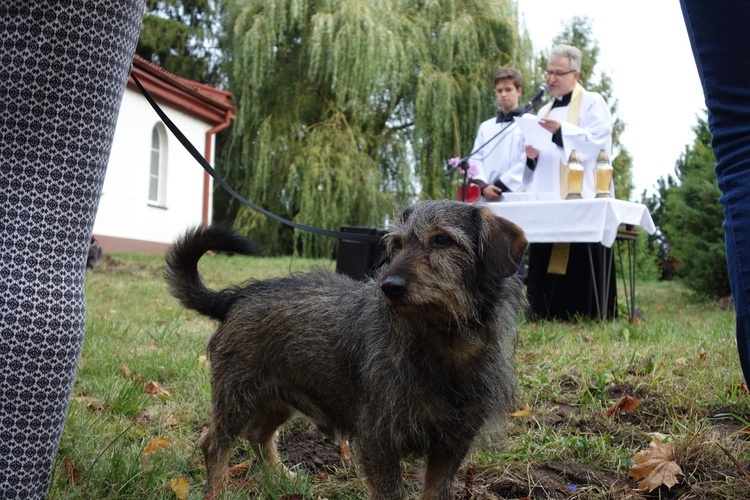 Błogosławieństwo zwierząt w Manowie