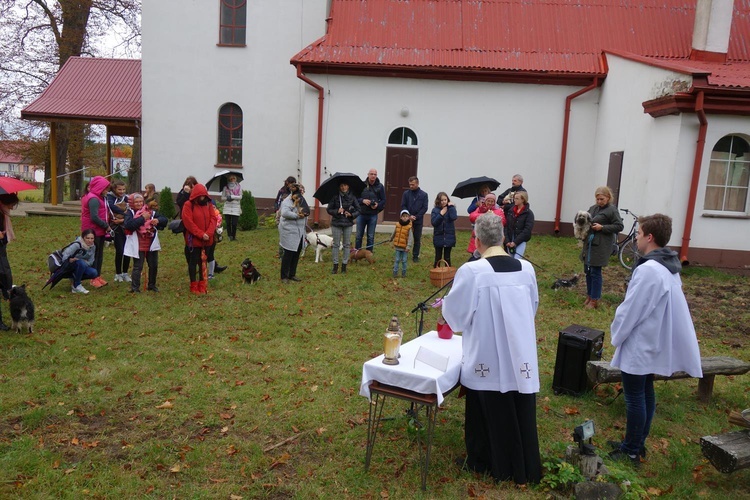 Błogosławieństwo zwierząt w Manowie