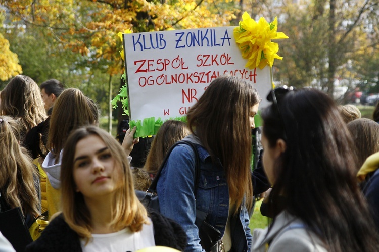 Sadzenie żonkili w Gliwicach