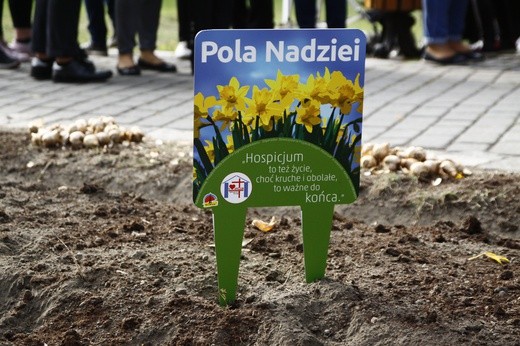 Sadzenie żonkili w Gliwicach