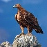 Orzeł przedni,  zwany też złotym orłem, ma wygląd jak prawdziwy król ptaków