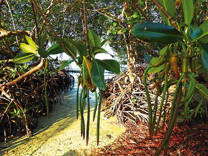 Osobliwy sposób rozmnażania się namorzynów przypomina żyworodność.