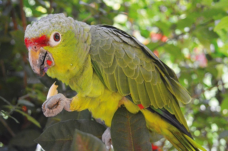 Amazonka pozwoliła sfotografować się z bliska.