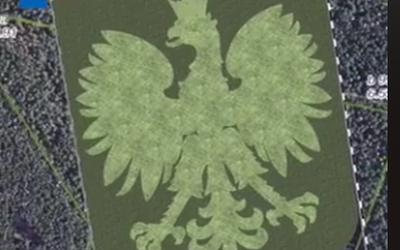 Las w kształcie godła Polski 