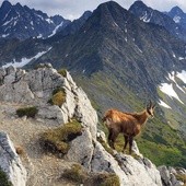 Blisko 1,5 tys. kozic w Tatrach