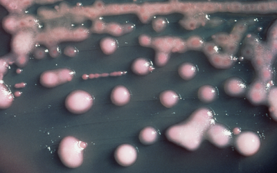 New Delhi - bakterie oporne na antybiotyki