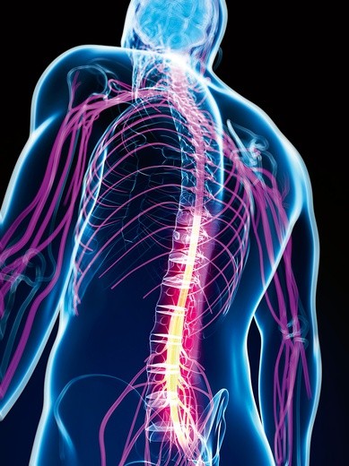 Nowa terapia może być stosowana u pacjentów z uszkodzonym, ale nie przerwanym rdzeniem kręgowym.