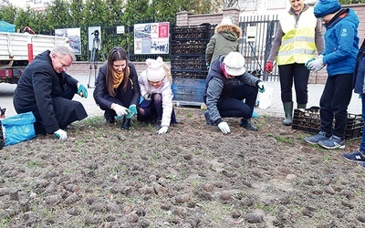 Uczniowie przed urzędem dzielnicy posadzili 11,5 tys. cebulek żonkili.