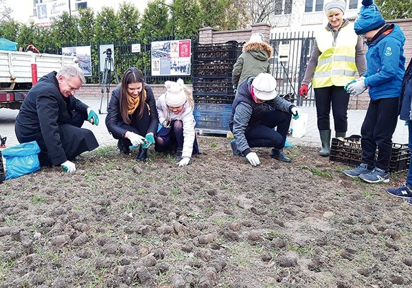 Uczniowie przed urzędem dzielnicy posadzili 11,5 tys. cebulek żonkili.