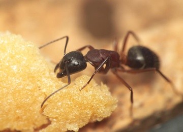 Jak mrówki walczą z zarazą?
