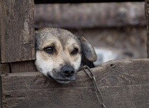 Czabański: Ustawa o ochronie zwierząt ma ukrócić patologię w systemie opieki nad zwierzętami