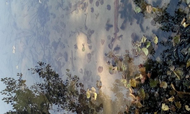 Małe radości ojca Adama