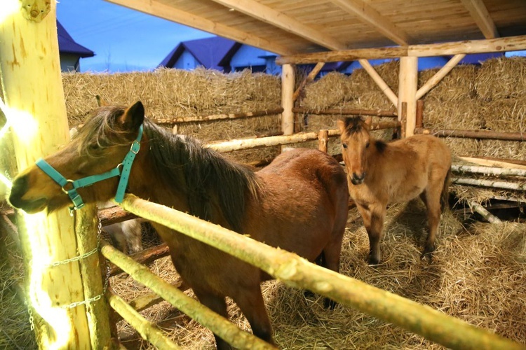 Żywa Szopka w Sandomierzu 