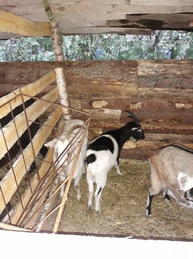 Zobacz szopki bożonarodzeniowe 2018