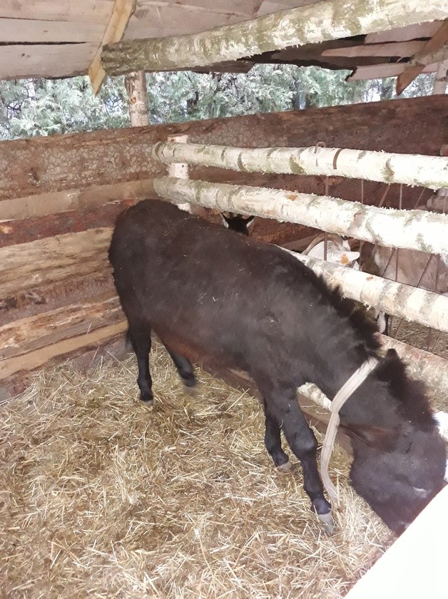 Zobacz szopki bożonarodzeniowe 2018