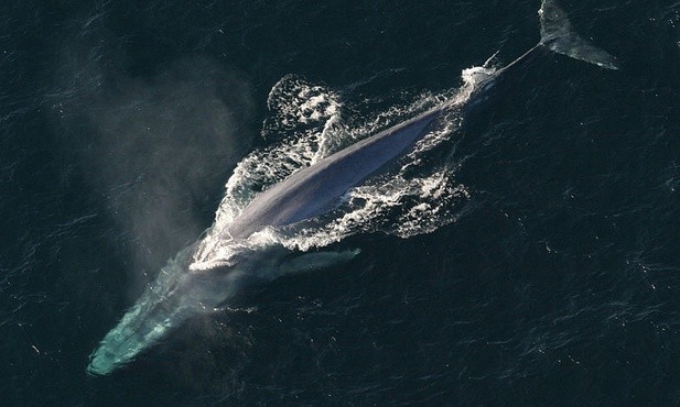 Japońscy wielorybnicy wracają do pracy