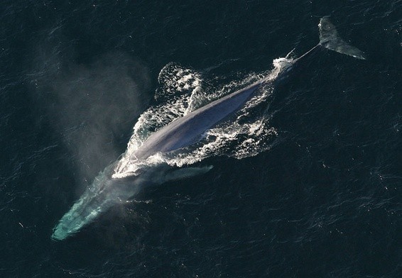 Japońscy wielorybnicy wracają do pracy