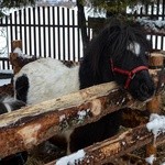 Kolędowanie w Szczereżu