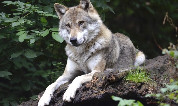 Mysłajek: Wilki to nie pupile, dokarmiane zachowują się nietypowo