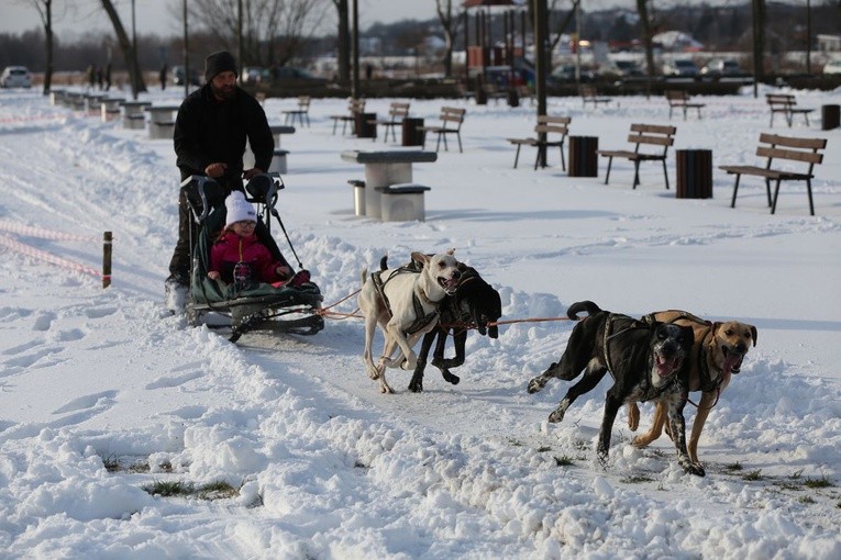 Pokazy psich zaprzęgów