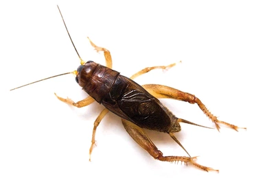 Świerszcz z gatunku Anurogryllus celerinictus.  To prawdopodobnie ten owad był przyczyną dolegliwości amerykańskich dyplomatów.